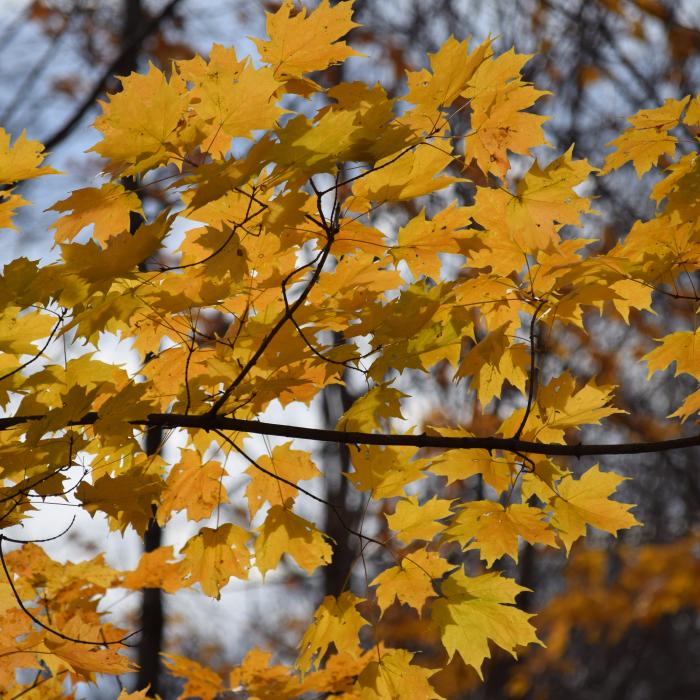 maple leaves in fall