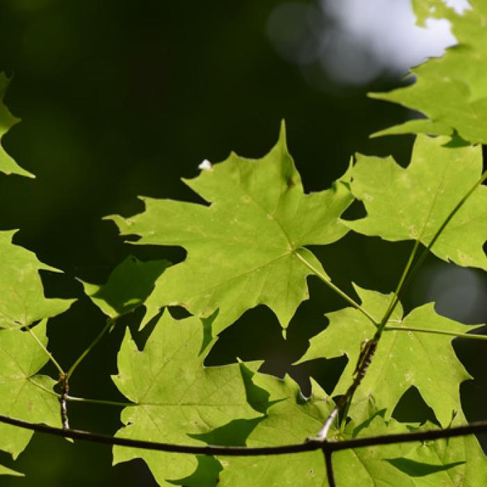 Green maple leaves